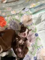 Clara (ON HOLD), a female Boston Terrier for sale in Hinton, IA – 5 of 5