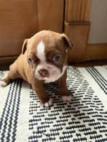 Penny (ON HOLD) , a female Boston Terrier for sale in Hinton, IA – 4 of 4