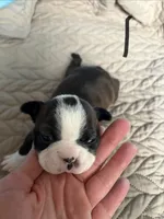 Bonnie, a female Boston Terrier for sale in Hinton, IA – 1 of 3