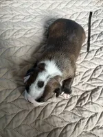 Bonnie, a female Boston Terrier for sale in Hinton, IA – 3 of 3