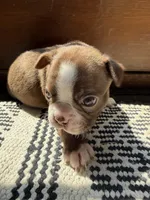 Clara (ON HOLD), a female Boston Terrier for sale in Hinton, IA – 2 of 5