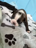 Bonnie, a female Boston Terrier for sale in Hinton, IA – 2 of 3