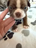 Dolly, a female Boston Terrier for sale in Hinton, IA – 3 of 3