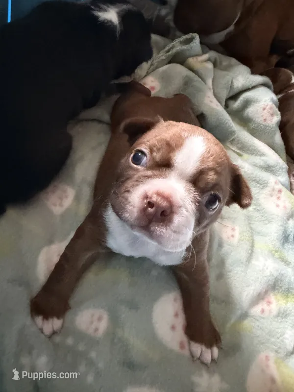Dolly – Boston Terrier puppy for sale in Hinton, IA