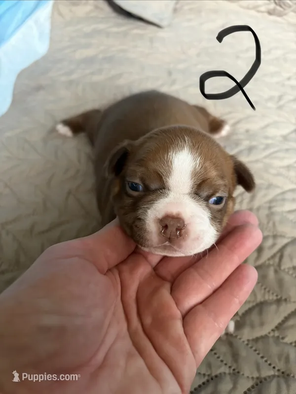 Dolly – Boston Terrier puppy for sale in Hinton, IA
