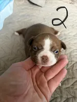 Dolly, a female Boston Terrier for sale in Hinton, IA – 1 of 3
