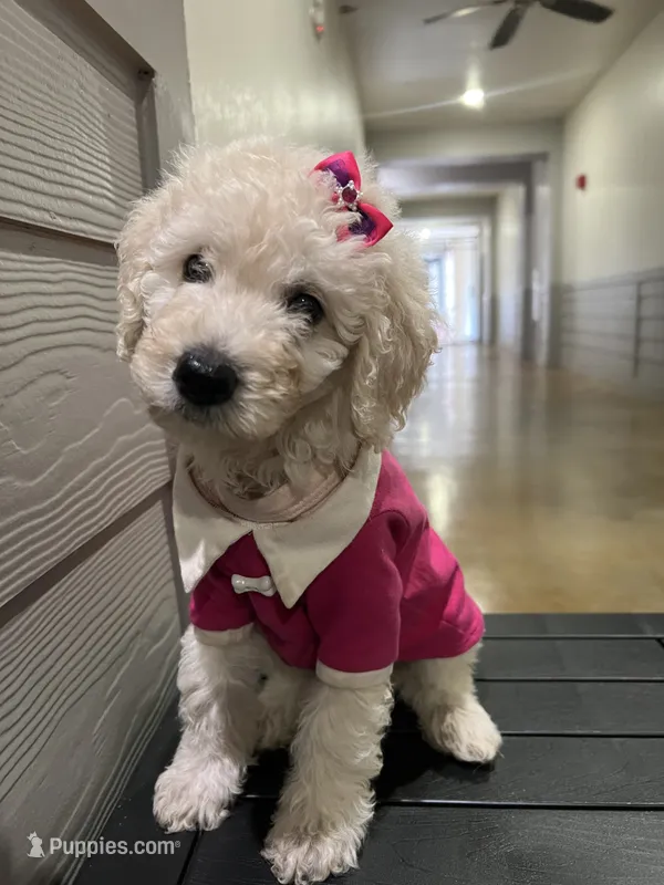 Princess  – Goldendoodle, Poodle - Standard  puppy for sale in Houston, TX