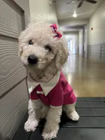 Princess , a female Goldendoodle and Poodle - Standard  for sale in Houston, TX – 1 of 4