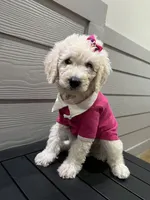 Princess , a female Goldendoodle and Poodle - Standard  for sale in Houston, TX – 4 of 4