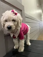 Princess , a female Goldendoodle and Poodle - Standard  for sale in Houston, TX – 2 of 4
