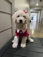 Princess , a female Goldendoodle and Poodle - Standard  for sale in Houston, TX – 3 of 4