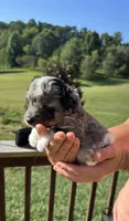 Charlotte, a female Miniature Aussiedoodle for sale in Leicester, NC – 2 of 3