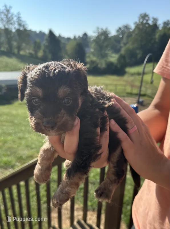 Fletcher – Miniature Aussiedoodle puppy for sale in Leicester, NC