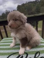 Raider, a male Miniature Australian Shepherd for sale in Leicester, NC – 2 of 2