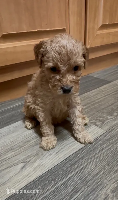 Cremella – Miniature Goldendoodle puppy for sale in Leicester, NC