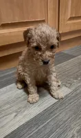 Cremella, a female Miniature Goldendoodle for sale in Leicester, NC – 1 of 3