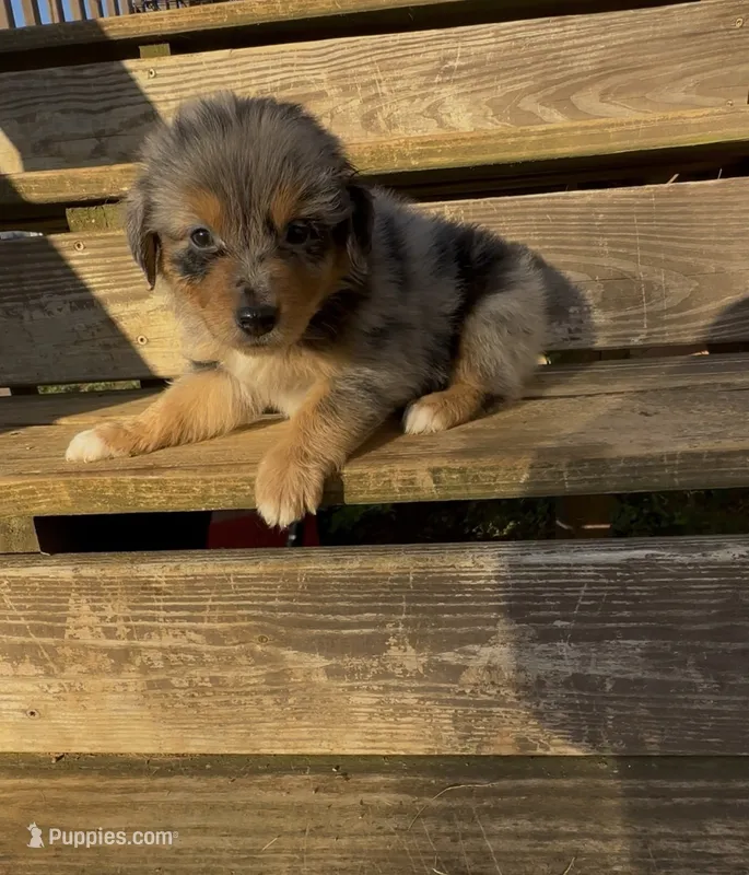 Raven – Miniature Australian Shepherd puppy for sale in Leicester, NC