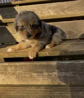Raven, a female Miniature Australian Shepherd for sale in Leicester, NC – 1 of 2
