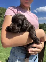 Arizona, a female Miniature Aussiedoodle for sale in Leicester, NC – 2 of 4