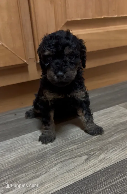 Birdie – Miniature Goldendoodle puppy for sale in Leicester, NC