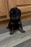 Birdie, a female Miniature Goldendoodle for sale in Leicester, NC – 1 of 3