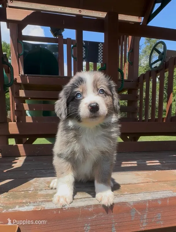 Green – Miniature Australian Shepherd puppy for sale in Leicester, NC