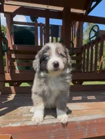 Green, a female Miniature Australian Shepherd for sale in Leicester, NC – 1 of 3
