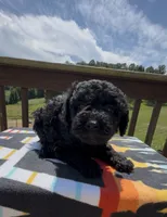 Reese, a female Miniature Aussiedoodle for sale in Leicester, NC – 4 of 4