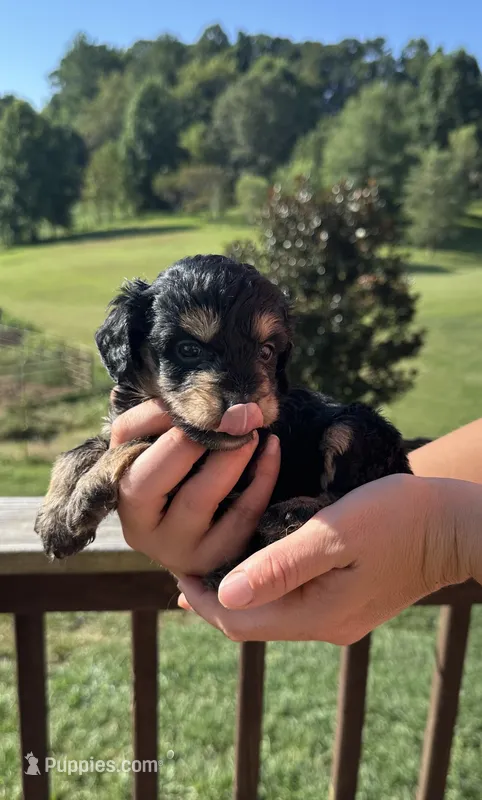 Shelby – Miniature Aussiedoodle puppy for sale in Leicester, NC