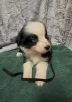 Black, a male Miniature Australian Shepherd for sale in Leicester, NC – 2 of 3