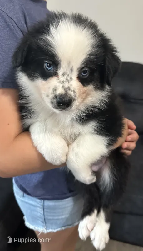 Black – Miniature Australian Shepherd puppy for sale in Leicester, NC