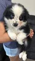 Black, a male Australian Shepherd for sale in Leicester, NC – 1 of 5
