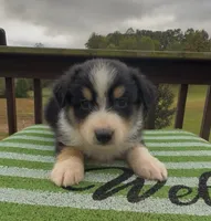 Panther, a male Miniature Australian Shepherd for sale in Leicester, NC – 2 of 2