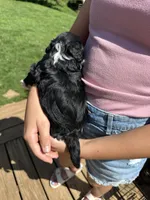Ellie, a female Miniature Aussiedoodle for sale in Leicester, NC – 2 of 4