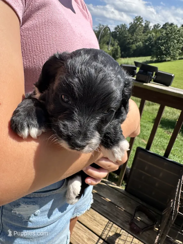 Ellie – Miniature Aussiedoodle puppy for sale in Leicester, NC