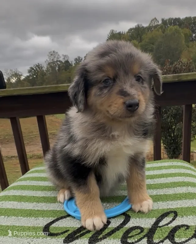 Bronco – Miniature Australian Shepherd puppy for sale in Leicester, NC