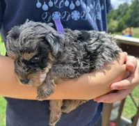 Pedro, a male Miniature Goldendoodle for sale in Leicester, NC – 1 of 4