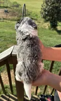 Charlotte, a female Miniature Aussiedoodle for sale in Leicester, NC – 3 of 3