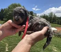 Romeo, a male Miniature Goldendoodle for sale in Leicester, NC – 3 of 3