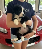Purple, a female Australian Shepherd for sale in Leicester, NC – 2 of 5