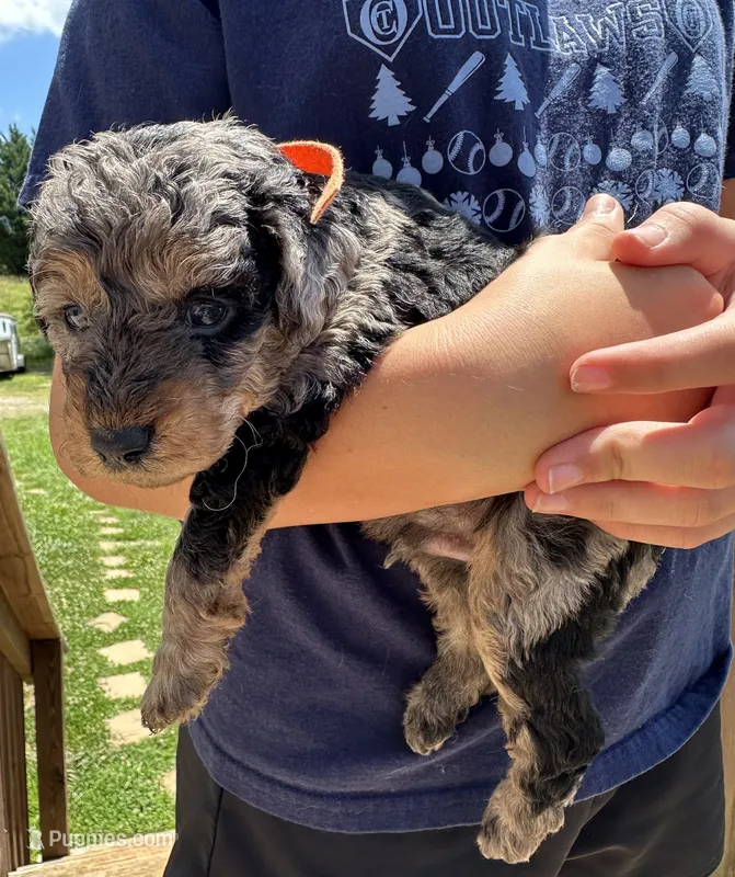 Merle – Miniature Goldendoodle puppy for sale in Leicester, NC