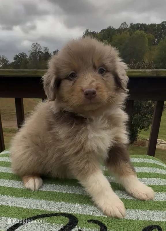 Raider – Miniature Australian Shepherd puppy for sale in Leicester, NC