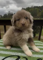 Raider, a male Miniature Australian Shepherd for sale in Leicester, NC – 1 of 2