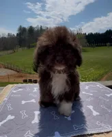 Willy, a male Miniature Aussiedoodle for sale in Leicester, NC – Photo 2 of 5