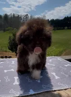 Willy, a male Miniature Aussiedoodle for sale in Leicester, NC – Photo 3 of 5