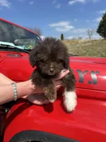 Willy, a male Miniature Aussiedoodle for sale in Leicester, NC – Photo 5 of 5