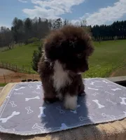 Willy, a male Miniature Aussiedoodle for sale in Leicester, NC – Photo 4 of 5