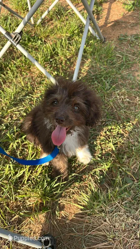 Willy – Miniature Aussiedoodle puppy on hold in Leicester, NC
