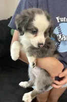 Blue, a female Miniature Australian Shepherd for sale in Leicester, NC – 3 of 3