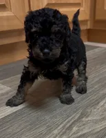 Birdie, a female Miniature Goldendoodle for sale in Leicester, NC – 2 of 3